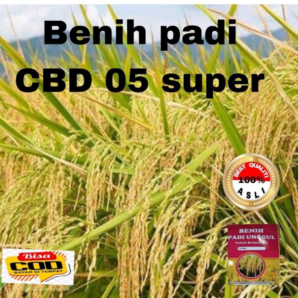 BENIH PADI CBD 08 UNGGUL BERKUALITAS 1kg