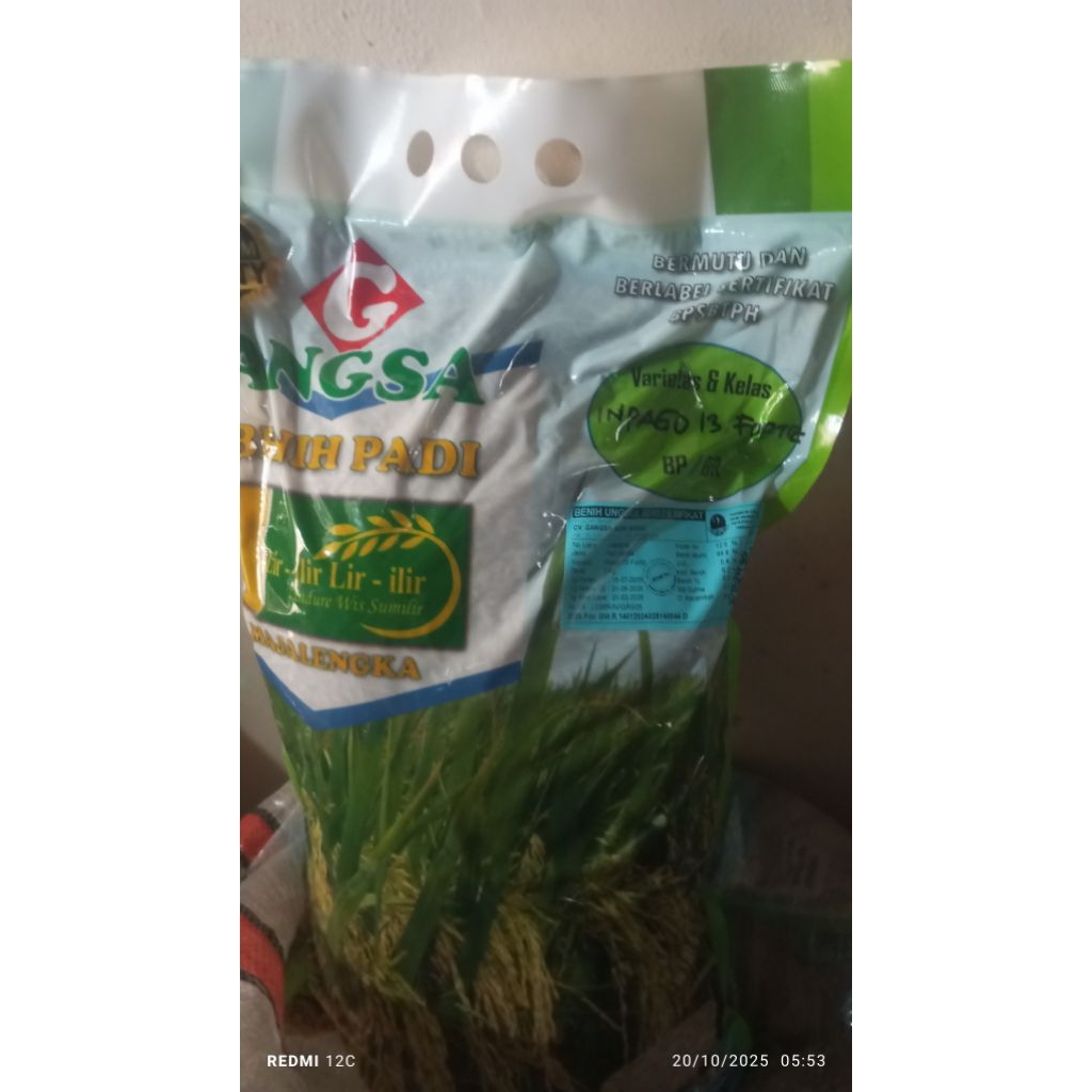 Benih padi inpago 13