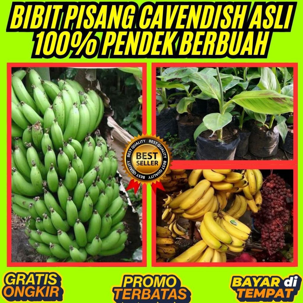 STOK TERBATAS  Bibit Pisang Cavendish Cj40