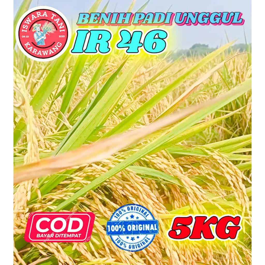 BENIH PADI UNGGUL BERKUALITAS IR 46 KEMASAN 5KG