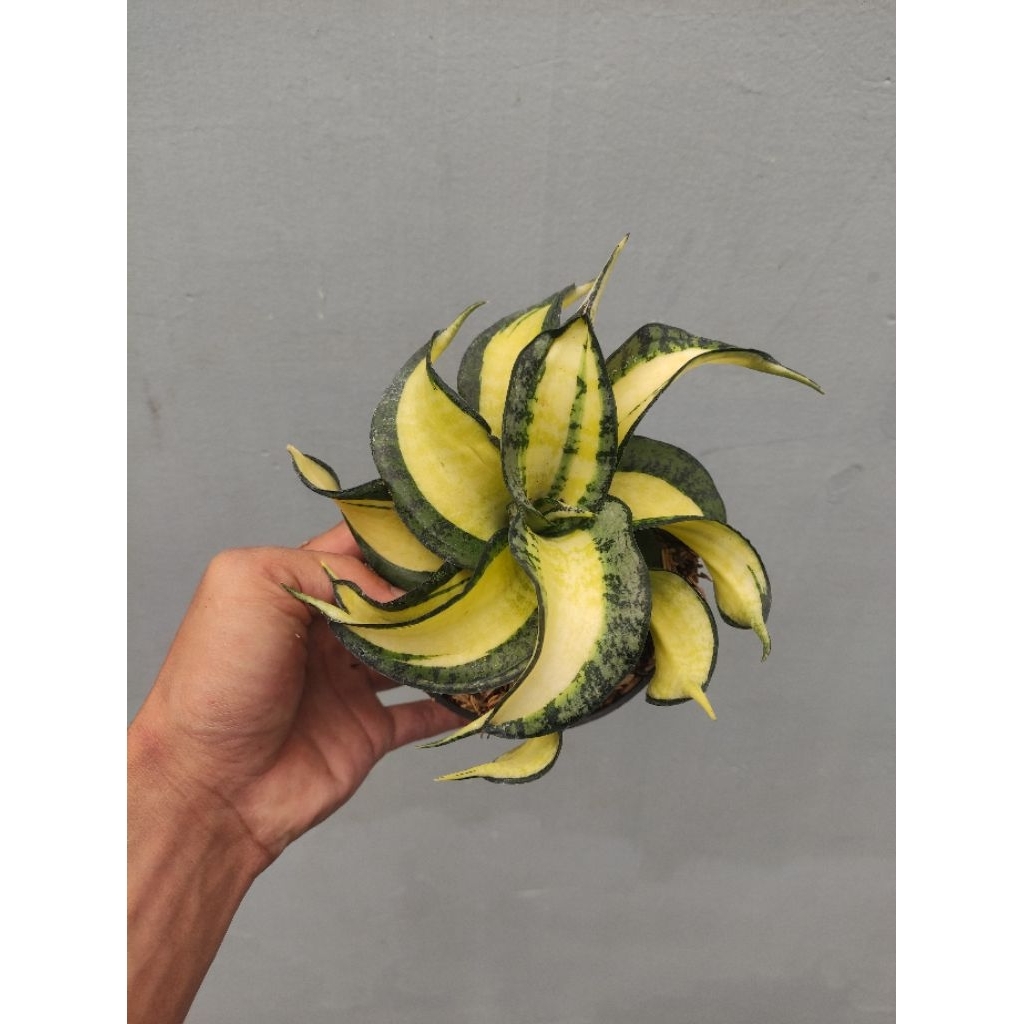 sansivera golden wendys