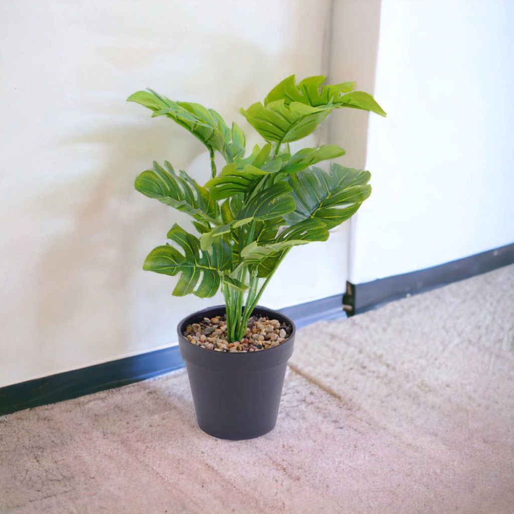 monstera pot sel/monstera pot