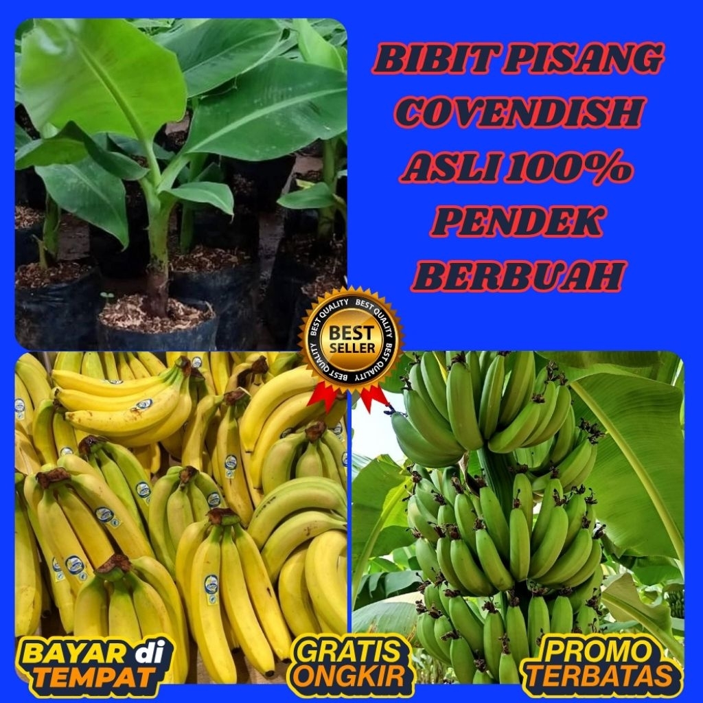 ASLI  Pohon Pisang Cavendish Mini