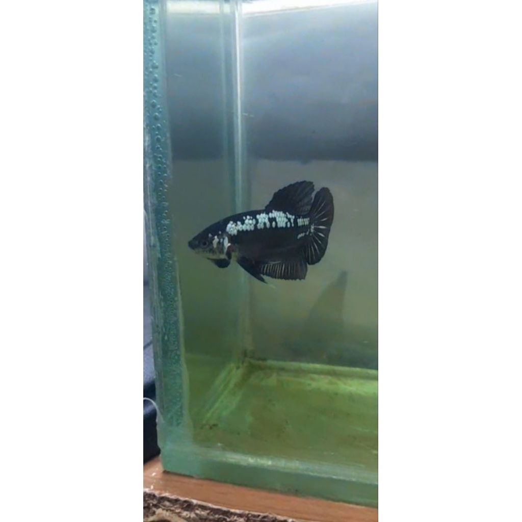 cupang hias black mamba / black samurai 034