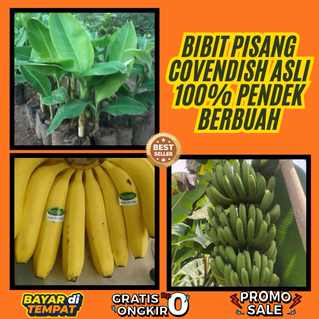STOK TERBATAS  Bibit Pisang Cavendish Cj40