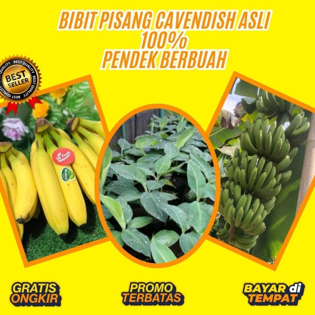 TERBUKTI ASLI  Bibit Pisang Cavendish G9 │ Bibit Pisang Cavendish Harga