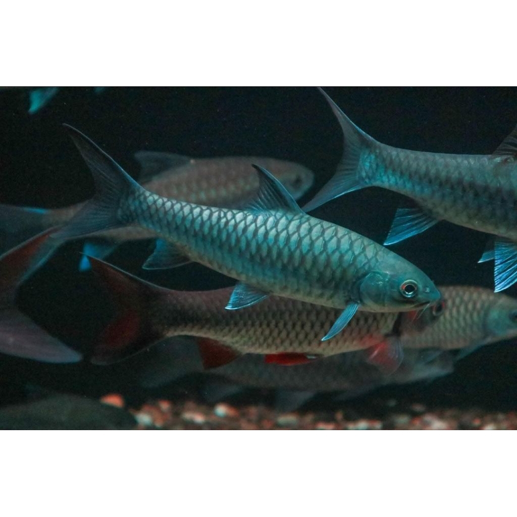 Blue Mahseer Neolissochilus hexagonolepis / Neo hexa 7-8cm