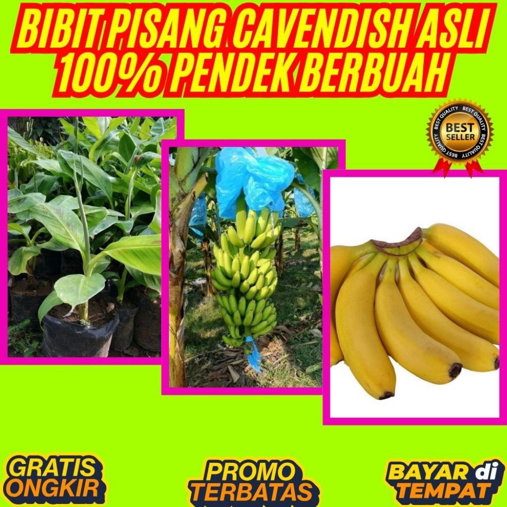 STOK TERBATAS  Bibit Pisang Cavendish Cj40 │ Bibit Pisang Cavendish Foto