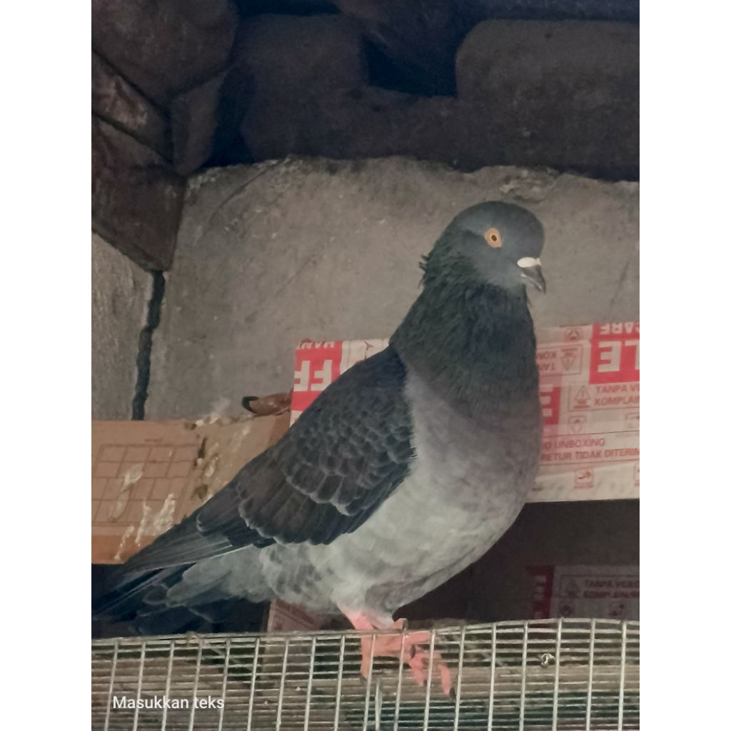 burung merpati kolong sepasang