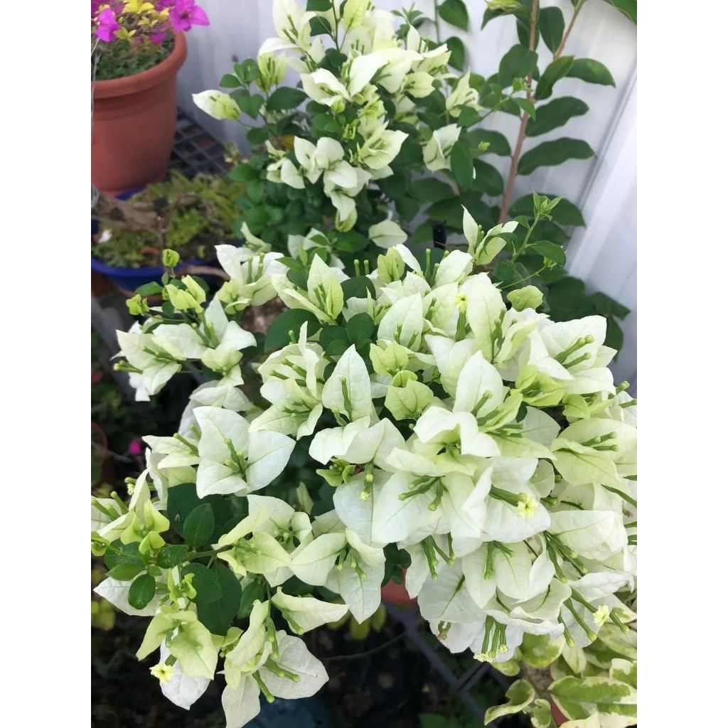 Bougenville putih Bangkok original