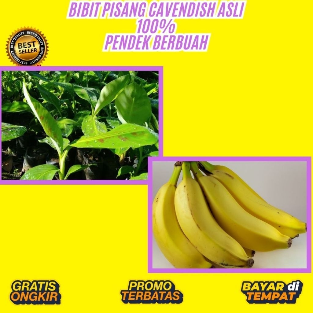 ASLI  Pohon Pisang Cavendish Mini │ Pohon Pisang Cavendish Pendek