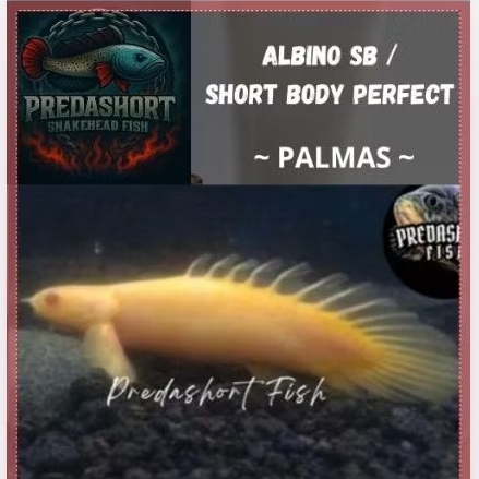palmas albino SB (short body) 7-12cm bergaransi