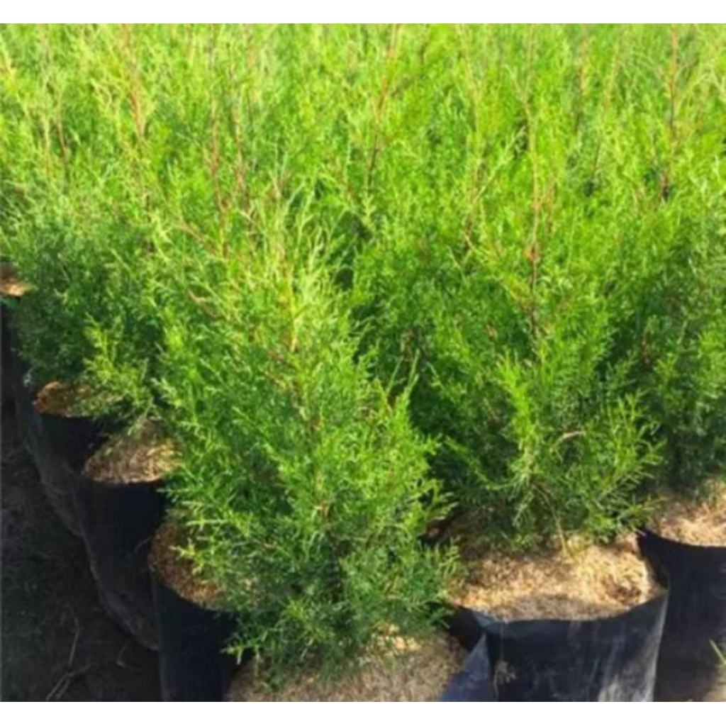 bibit Cemara rentes atau Cemara wangi untuk pohon natal murah,bibit Cemara rentes murah