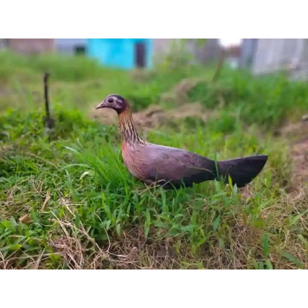 jontrot ayam hutan betina (bakikuk)