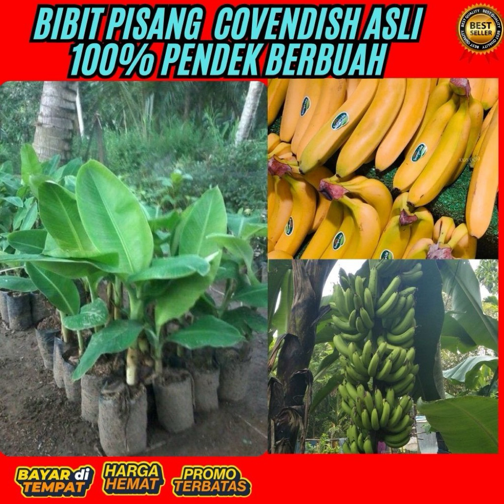 STOK TERBATAS !! Bibit Pisang Cavendish Cj40 Bibit Pisang Cavendish Foto