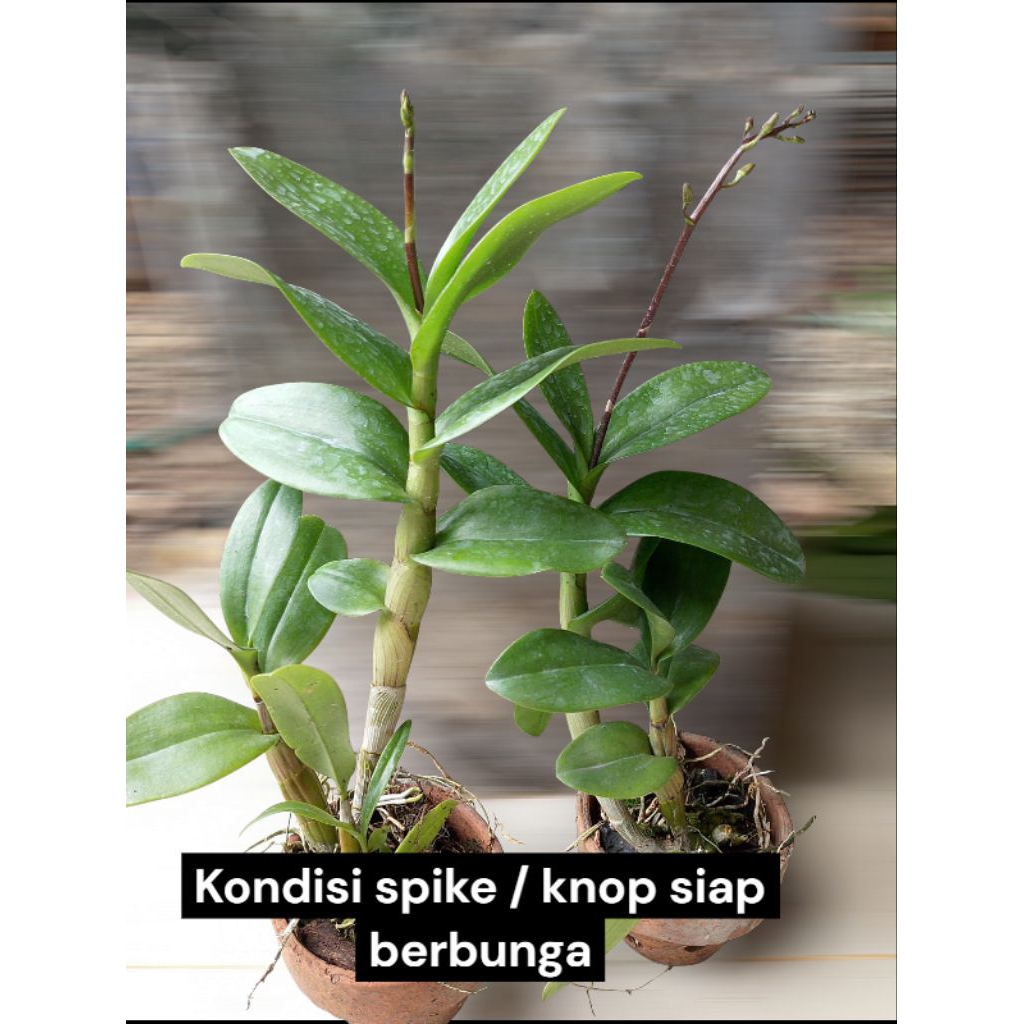 Pomo Anggrek Dendrobium Bunga Anggrek dendrobium Tanaman Hias Berkwalitas Rimbun