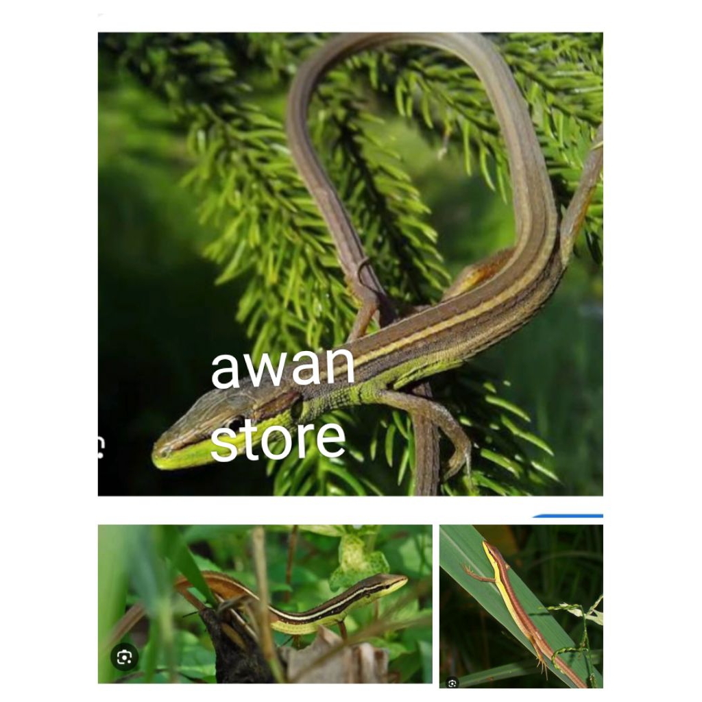 koleksi kadal rumput sungguhan murah