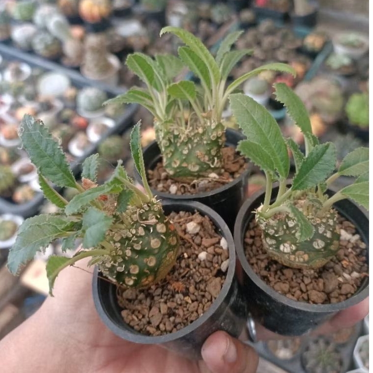 tanaman hias dorstenia cristata / dorstenia crested