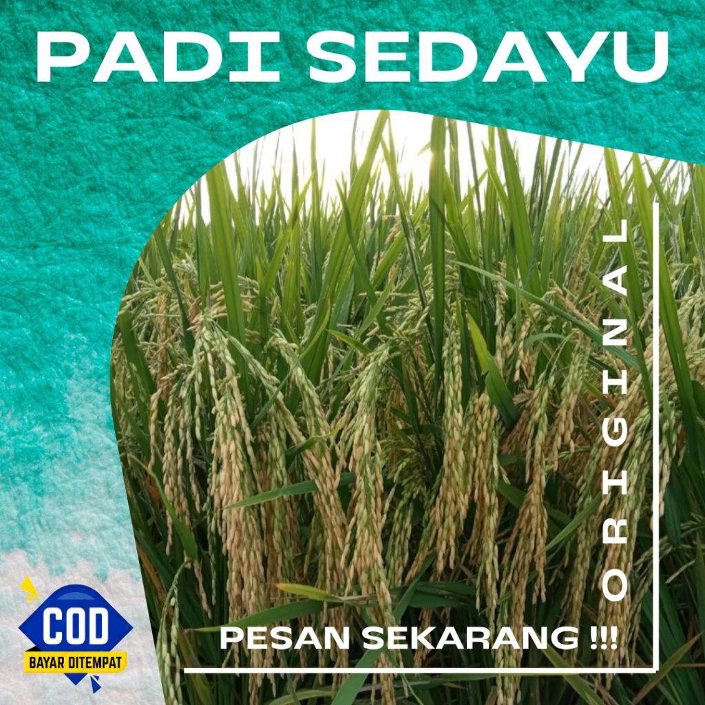 BENIH PADI SEDAYU ORIGINAL KEMASAN 5KG