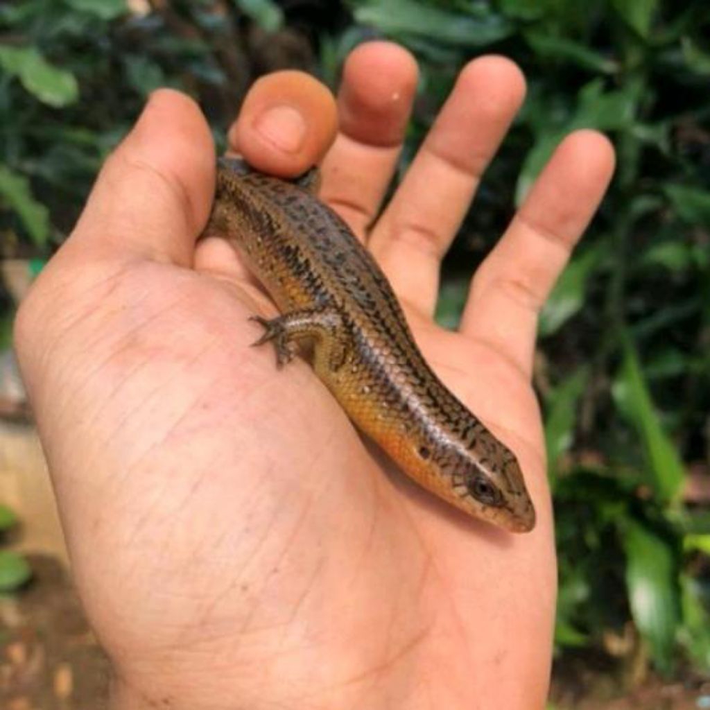 Kadal kebun hidup obat tradisional umpan gacor galatama lele,bawal,pakan predator,arwana,Toman. hias