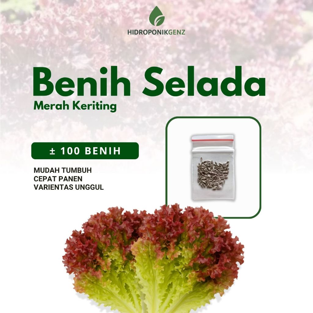 Benih Selada Merah | 100 Benih Sayuran Selada Keriting Merah Unggul