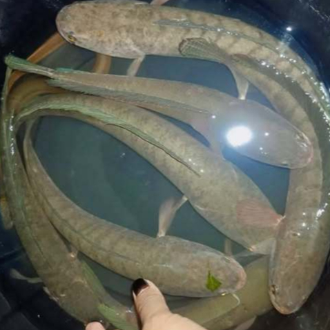 Ikan Gabus 1Kg Ikan Gabus Hidup Ikan Gabus Segar Ikan Kutuk