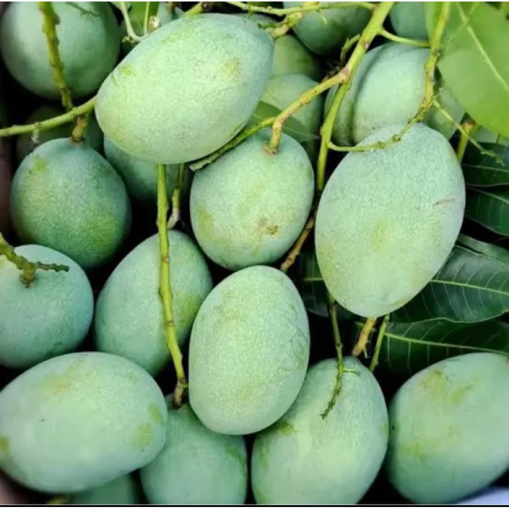 mangga manalagi 1kg