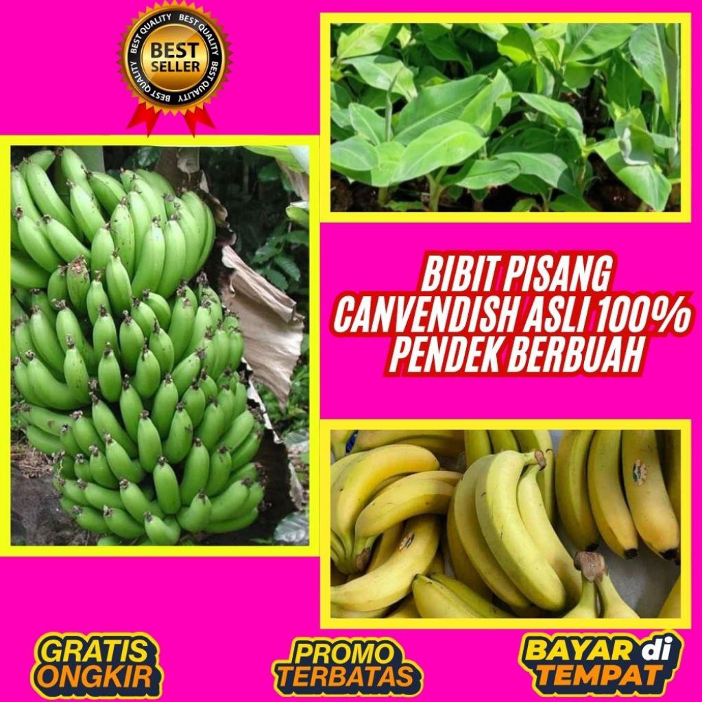 BIBIT BERKUALITAS  Bibit Pisang Cavendish Foto  Bibit Pisang Cavendish G9  Bibit Pisang Cavendish Ha