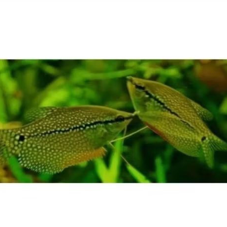 SEPAT MUTIARA UKURAN 4 CM