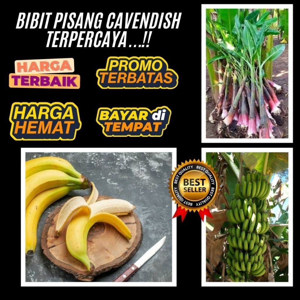 BISA GROSIR  Tanaman Pisang Cavendish Mini Tanaman Pisang Cavendish Pendek Tanaman Pisang Cavendish 