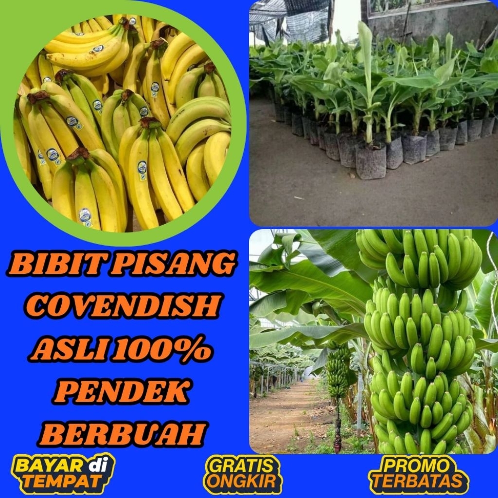 TERPERCAYA  Benih Pisang Cavendish Yang Super Besar Tanaman Pisang Cavendish