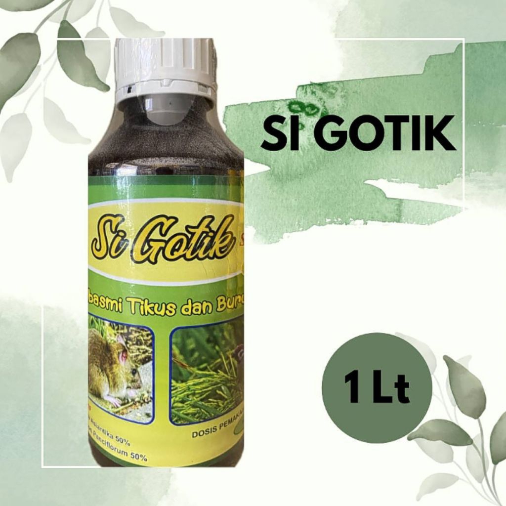 Si Gotik Pembasmi Tikus dan Burung