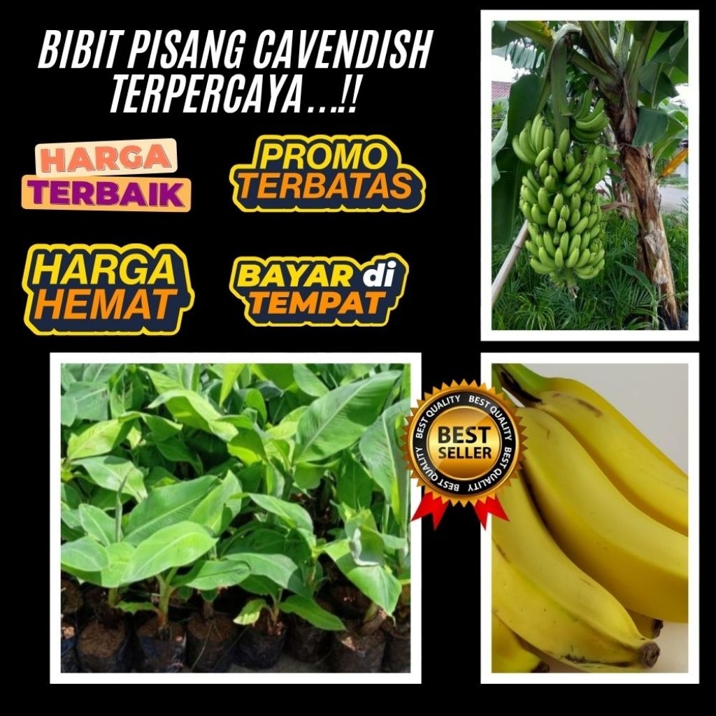 PROMO  Tanaman Pisang Cavendish Super Tanaman Pisang Cavendish Sunpride Tanaman Pisang Cavendish Yan