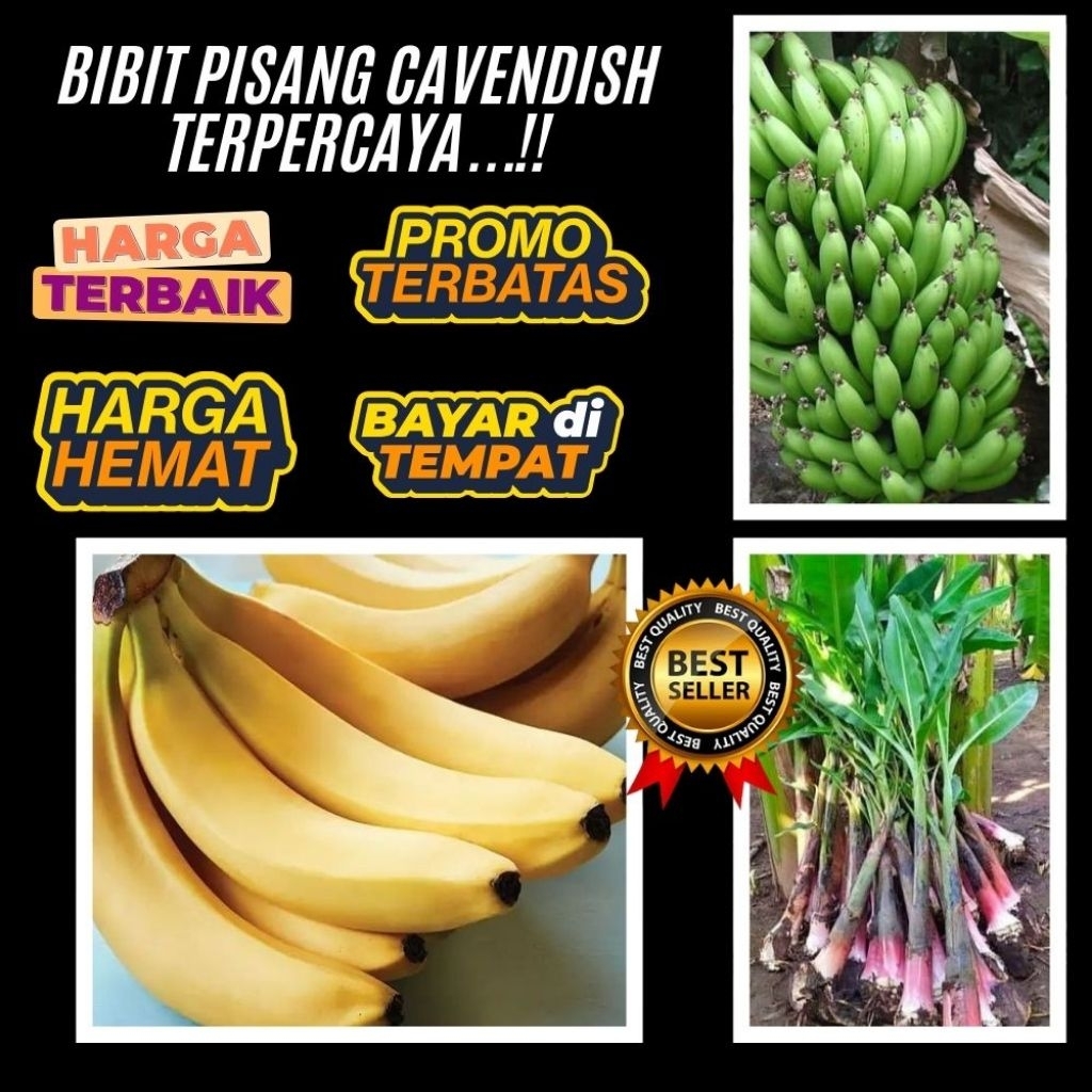 TERBUKTI ASLI  Bibit Pisang Cavendish G9