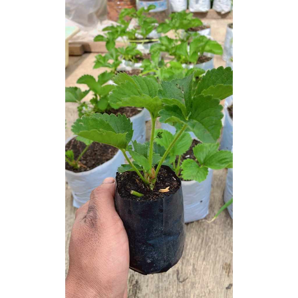 bibit strowberry sagahonoka jumbo 100% SAGAHONOKA
