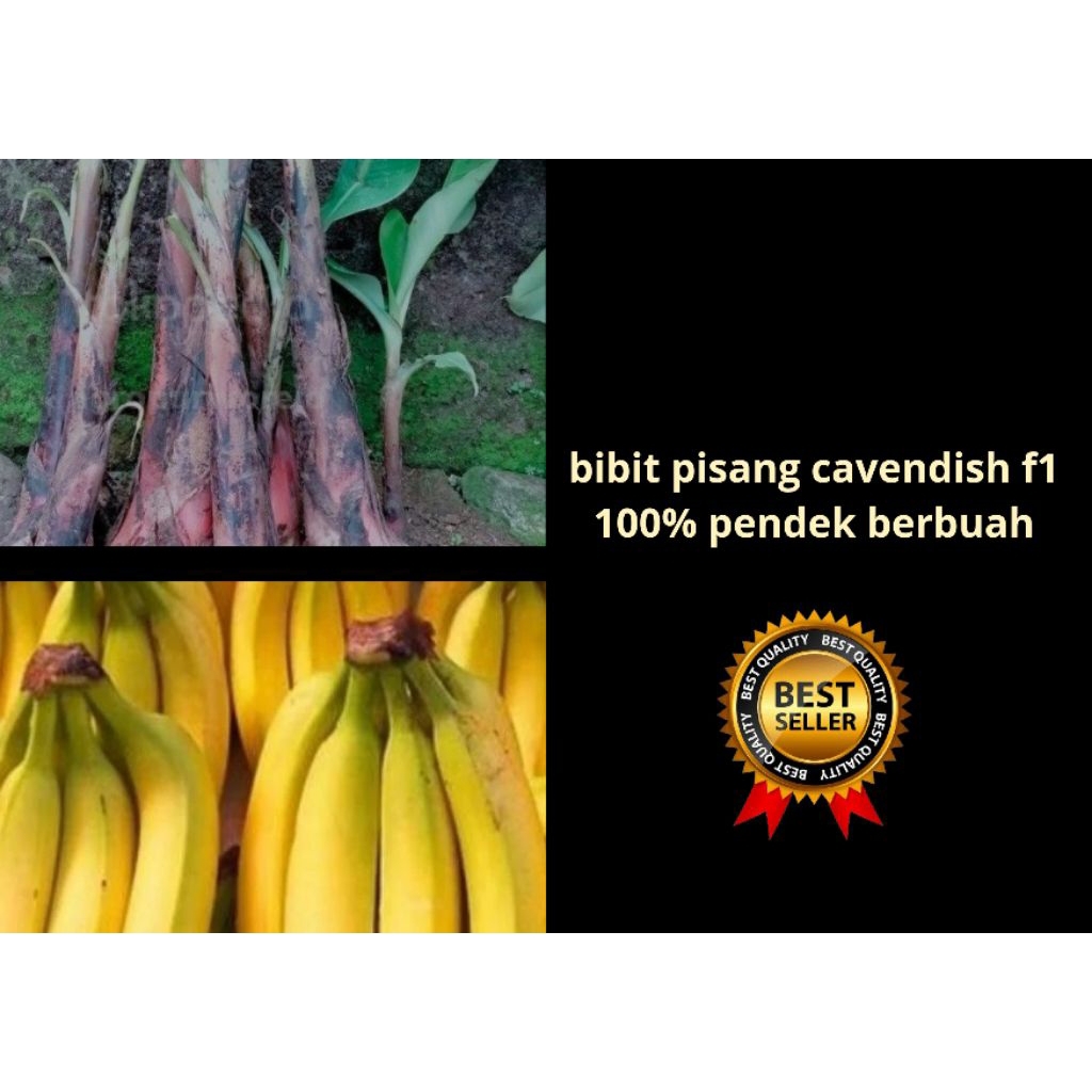 STOK TERBATAS  Bibit Pisang Cavendish Cj40