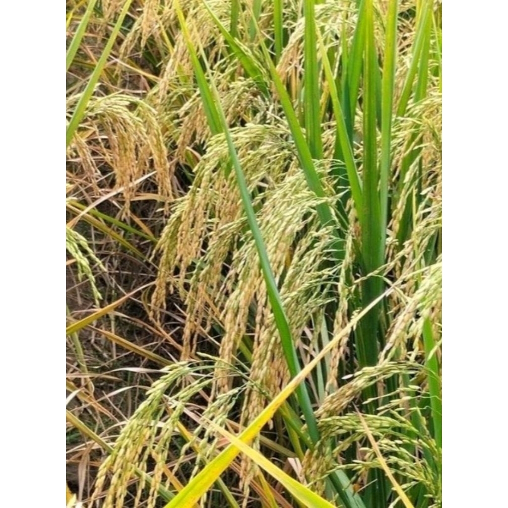 BIBIT BENIH PADI SRIKANDI KEMASAN 1KG