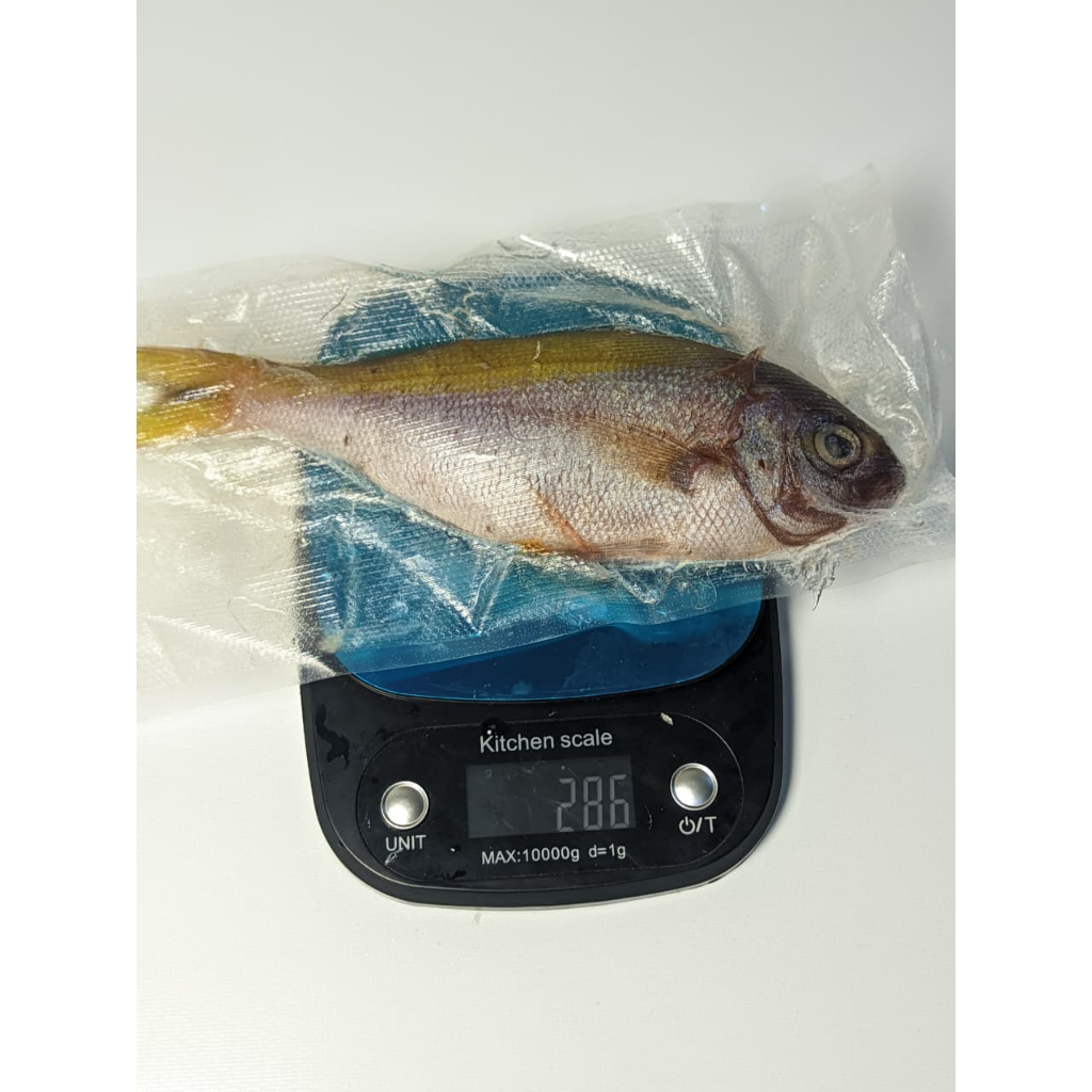 Ikan Pisang Pisang Fresh Ikan Sulir Ikan Laut Hasil Laut Segar Frozen Seafood 500 gr/ 1 Kg