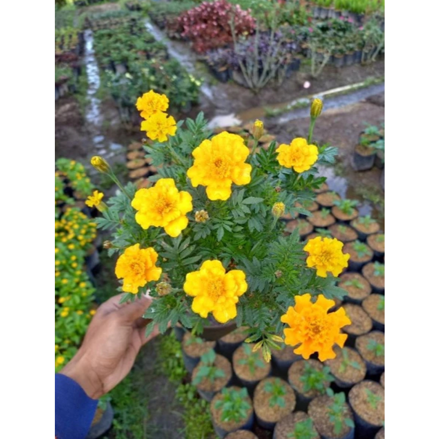 AL Bibit bunga kenikir kuning