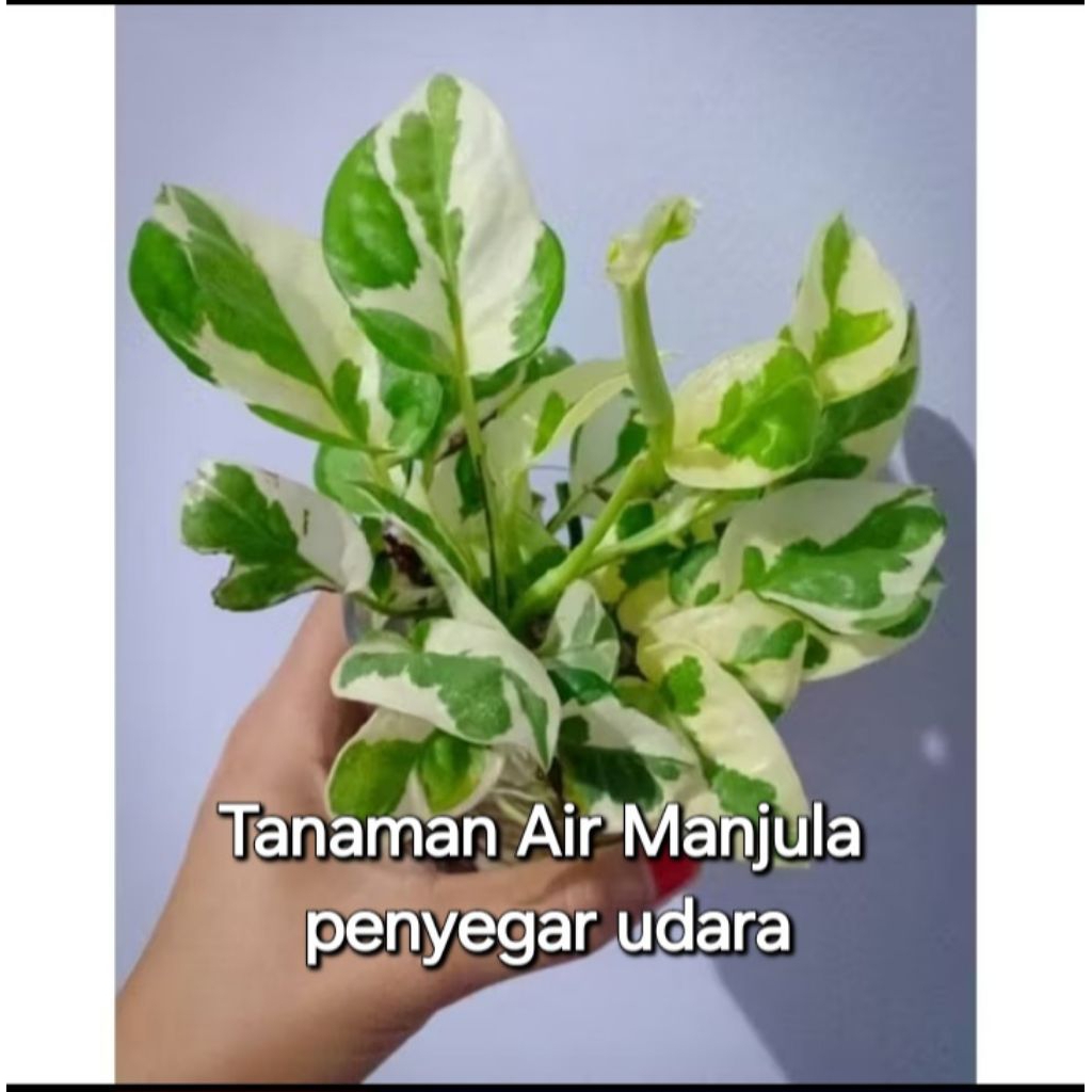 (BISA COD) Tanaman hias hidup di air Tanaman indoor Tanaman hidup Tanaman hias rumah
