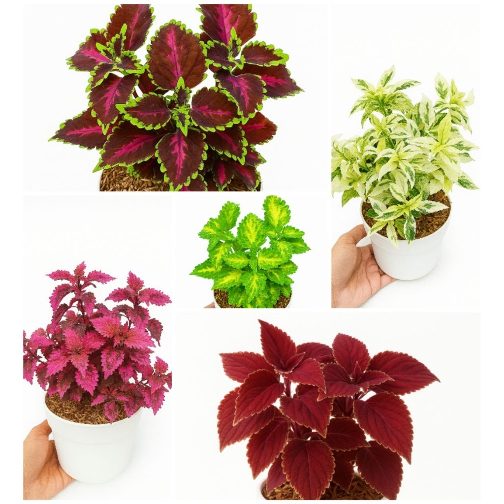 paket hemay beli 4 gratis 1 tanaman hias daun miana usia remaja bebas pilih jenis jawer kotok uk17