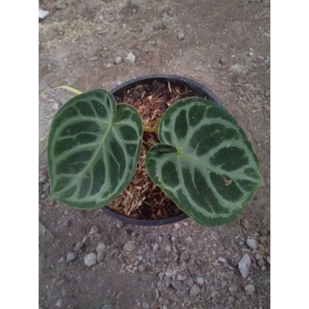 anthurium dorayaki ori