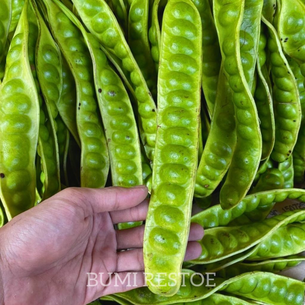 petai tua petai super fresh 1 papan