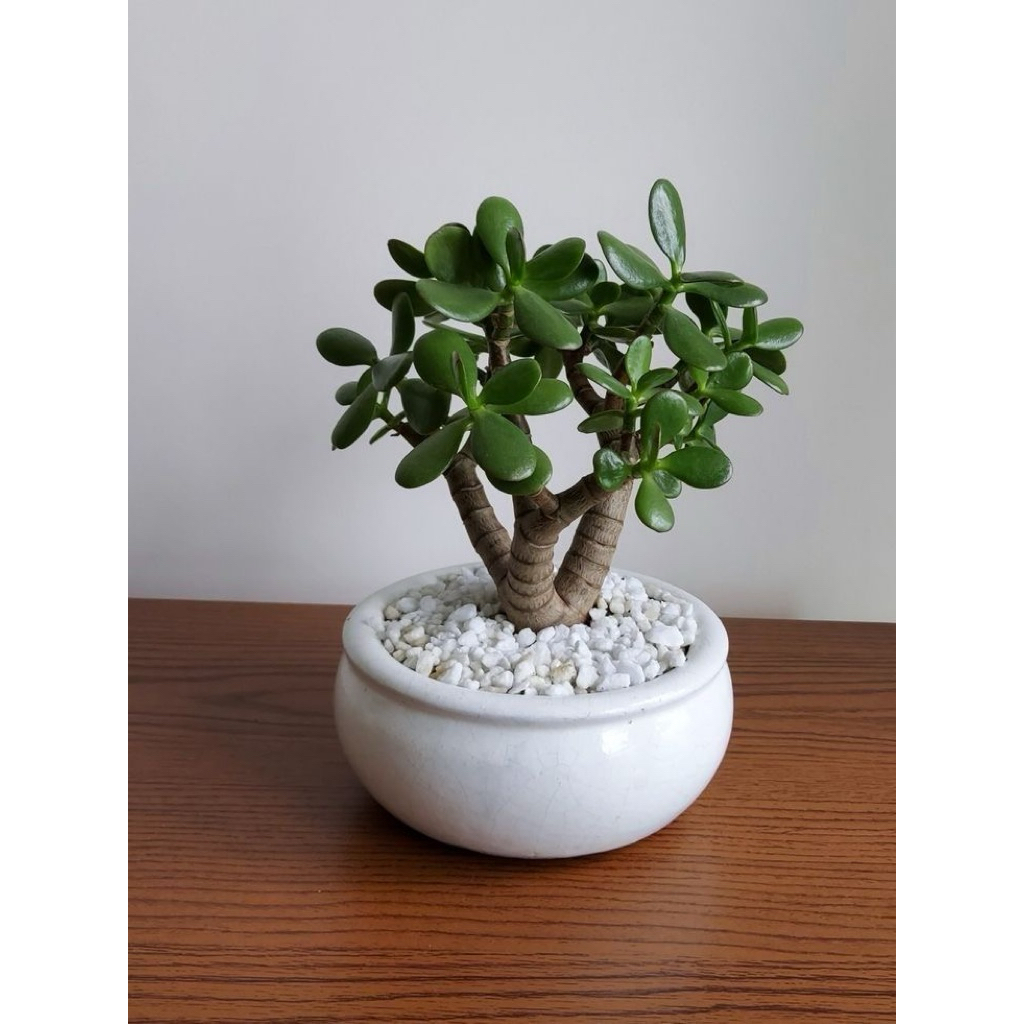 Tanaman Skulen Jade Plant Ukuran Besar Segar