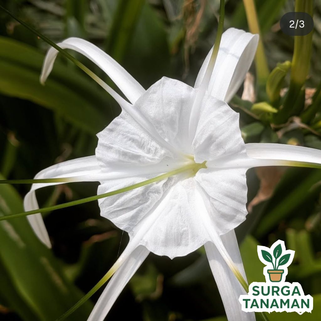 Tanaman bunga hymenocallis speciosa - tanaman bakung putih