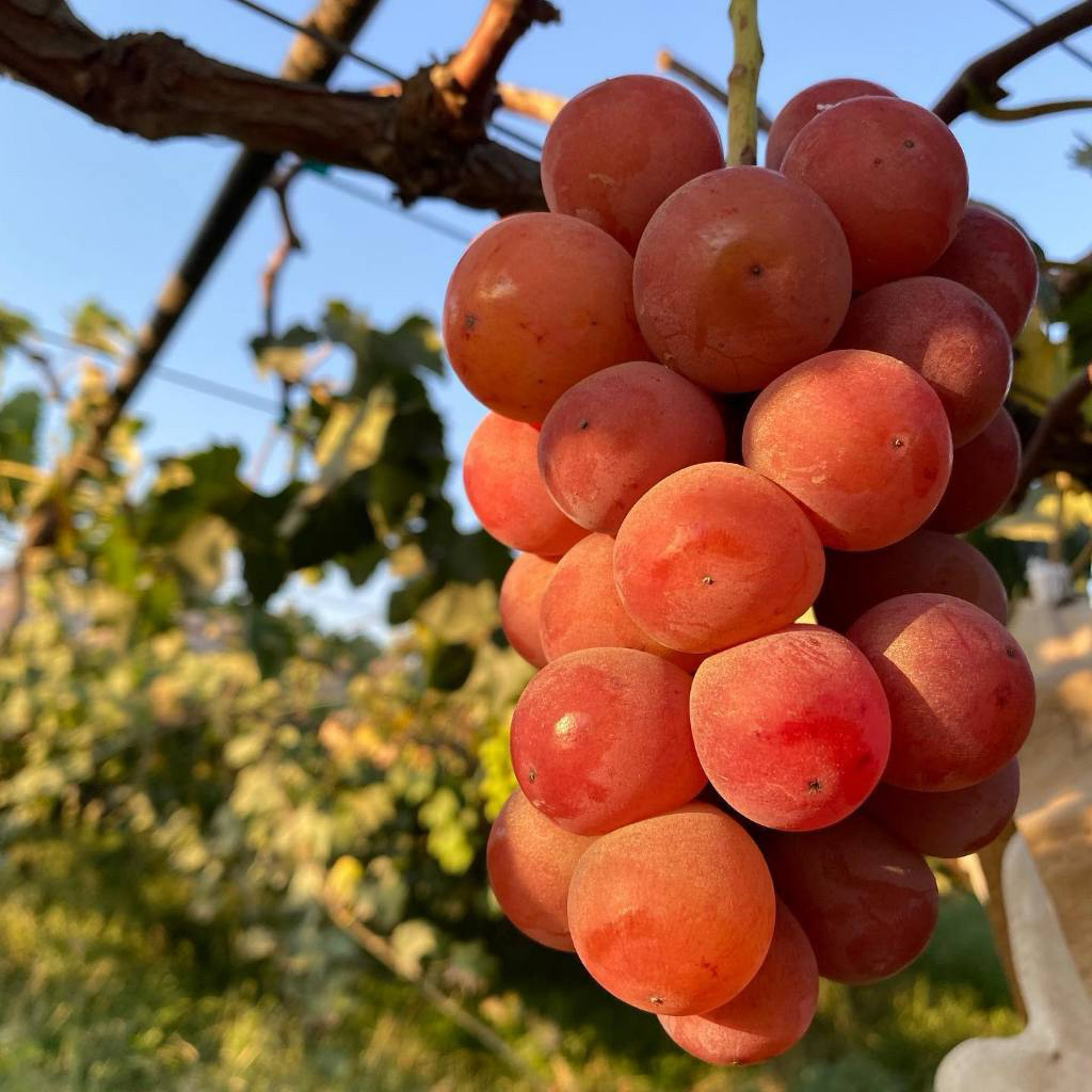 Bibit Anggur Shinano Smile