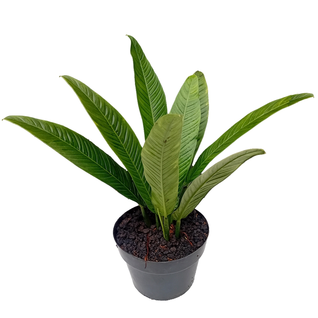 Tanaman hias/Linet/Antorium Linet/Anthurium Lynette