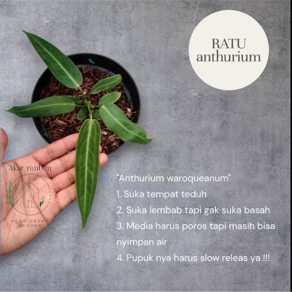 tanaman anthurium waroqueanum / anthurium lidah gajah