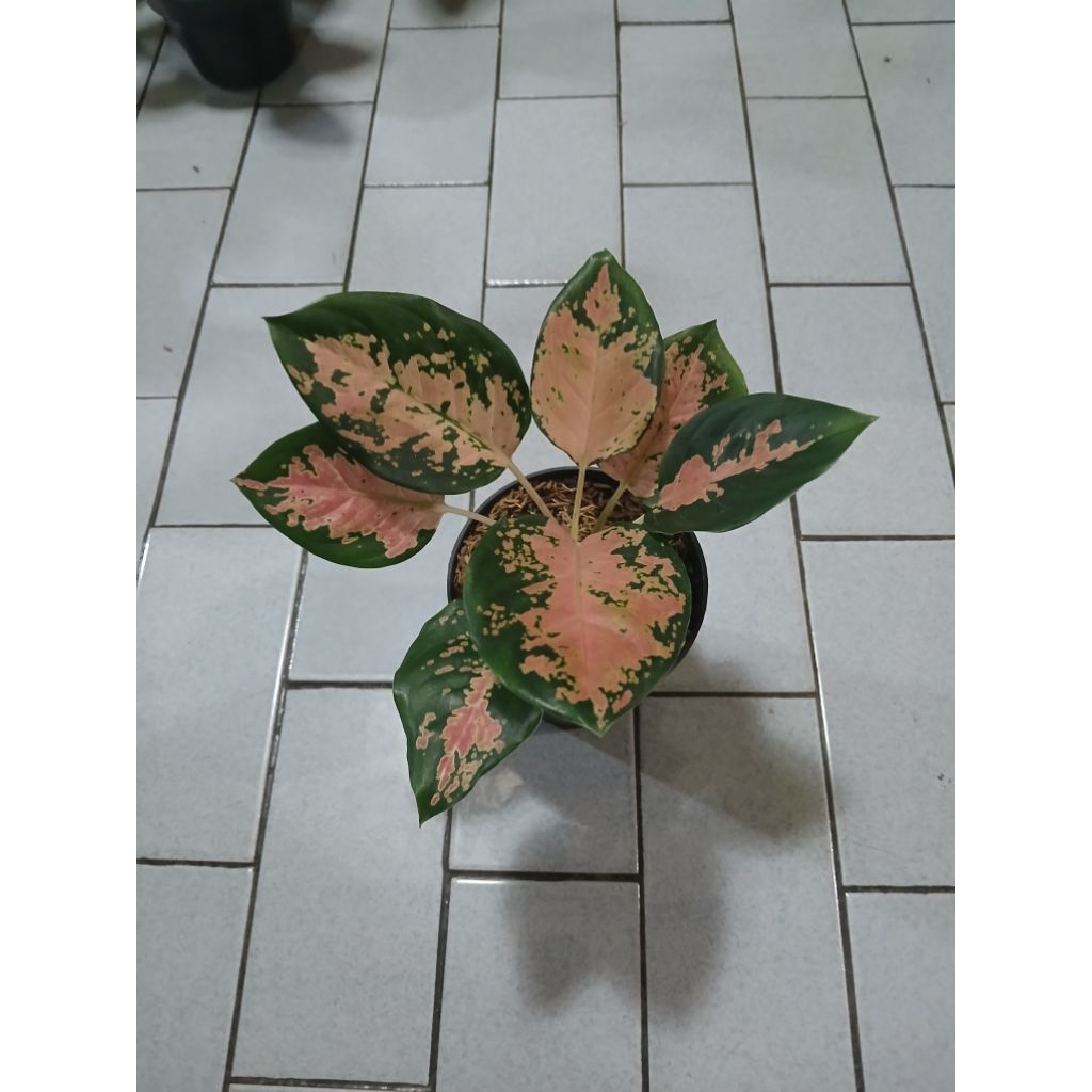 Aglaonema Kochin ebony