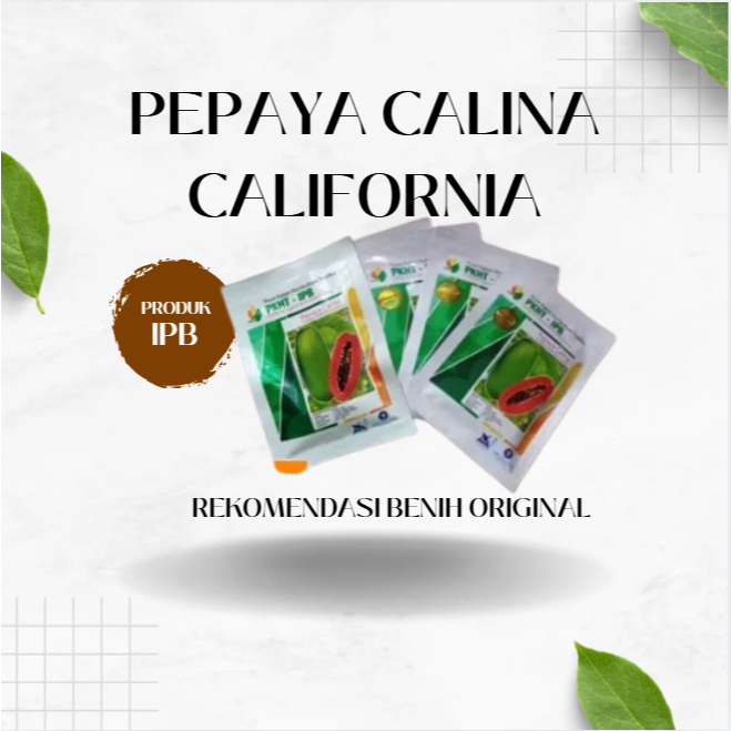 BENIH BIBIT PEPAYA CALINA CALIFORNIA PKHT IPB ISI 250 neto 5 GRAM